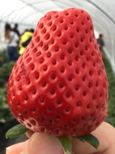 いちご🍓〜餃子🥟の旅