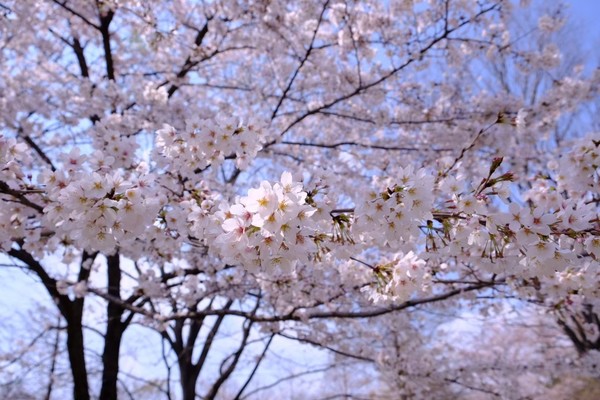 お花見❀