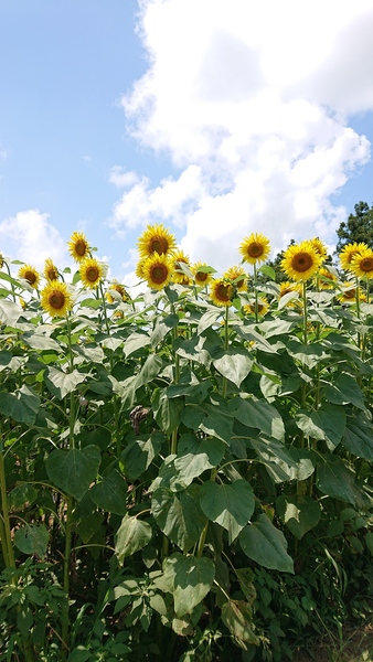 ひまわり🌻