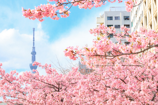 2022/03/06 旧中川河津桜