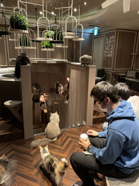 渋谷猫カフェ