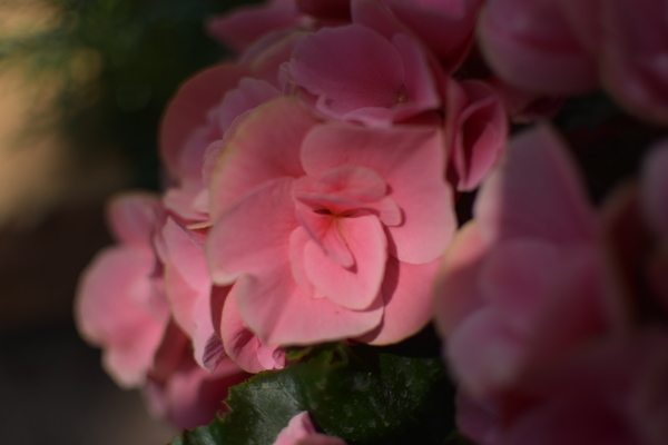 神戸布引ハーブ園