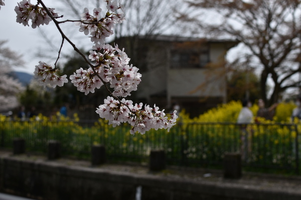 桜×菜の花