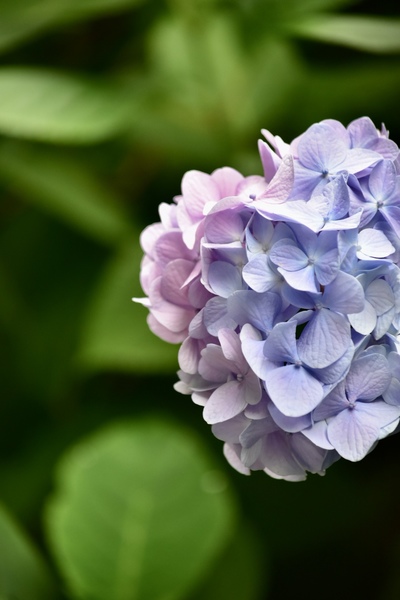 2022/06/18紫陽花