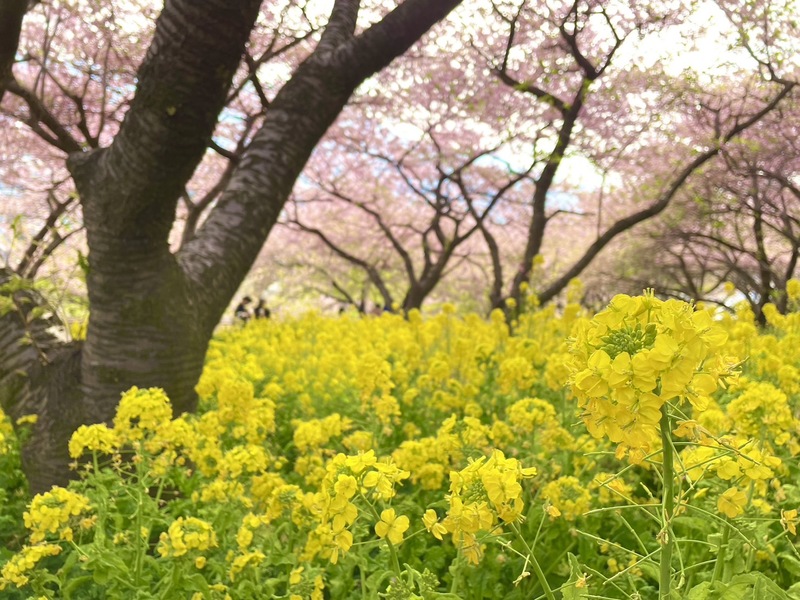 2023/03/04　お花見ハイキング