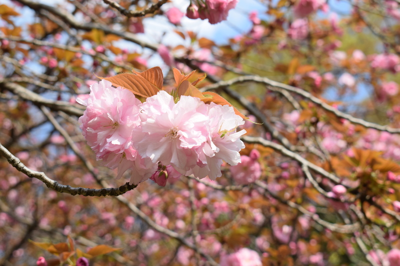 2023/04/1 桜を見る会@飛鳥山公園