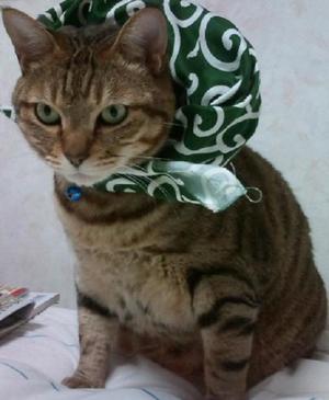 猫さんをこよなく愛する大人の飲み会