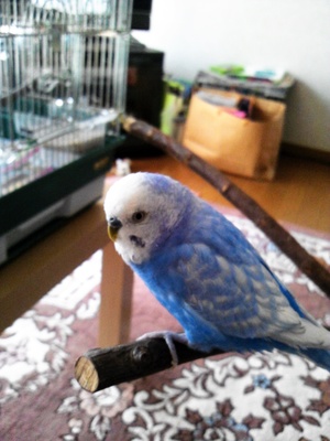 鳥好きサークル東海