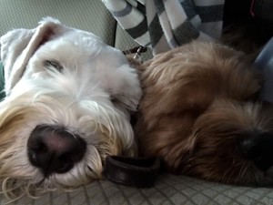 関西わんこサークル