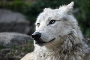 人狼サークル「lycos」