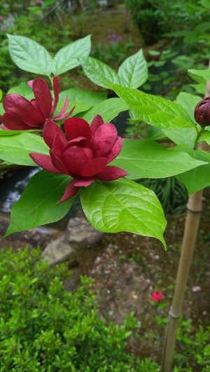 紫煙の会