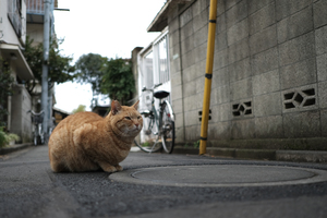 まったりカメラ部