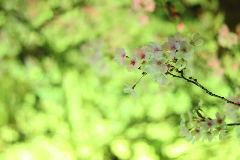 世羅高原農場:花夢の里「芝桜とネモフィラの丘」