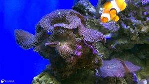 水族館好きな人話しましょう！