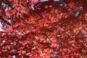 写真好きな人と繋がりたい