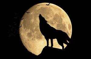 お手軽 人狼サークル🐺