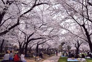 【3/28】20代、30代限定♪お花見開催🌸