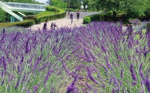 荒子川公園でお散歩しませんか