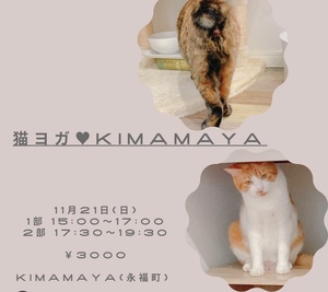 保護猫のある空間でよがをしよう🤍