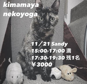 11月21日日曜日 12月5日日曜日 永福町猫ヨガします