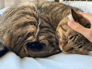 動物・ペット好きの会