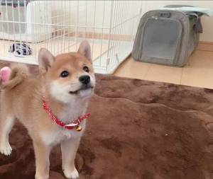 動物もふもふ