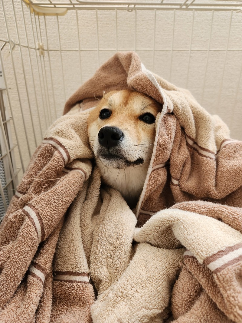 友達製作所🐶