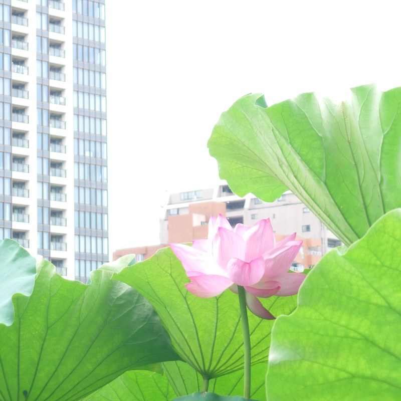 写真サークルたまゆら