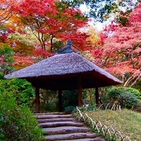 20～45才　明治神宮散策＆紅葉♪　～1人参加・初参加～　【原宿】