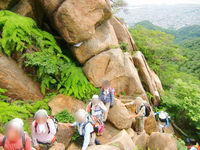 【終了】ミツバツツジと岩梯子ハイキング