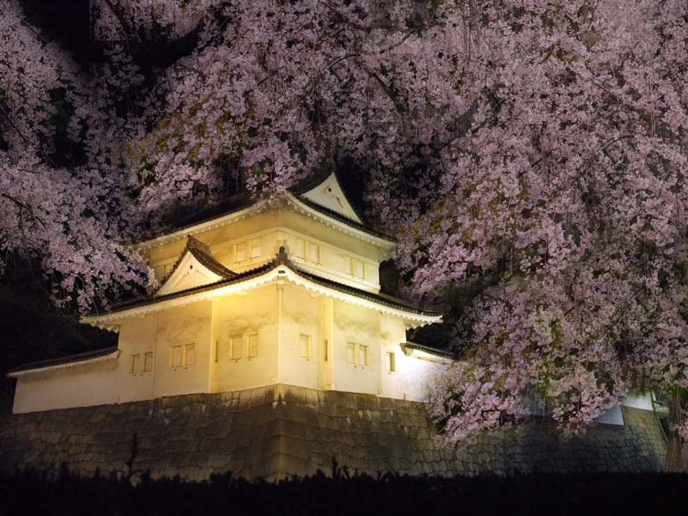 【中止】二条城の夜桜を見に行きませんか？