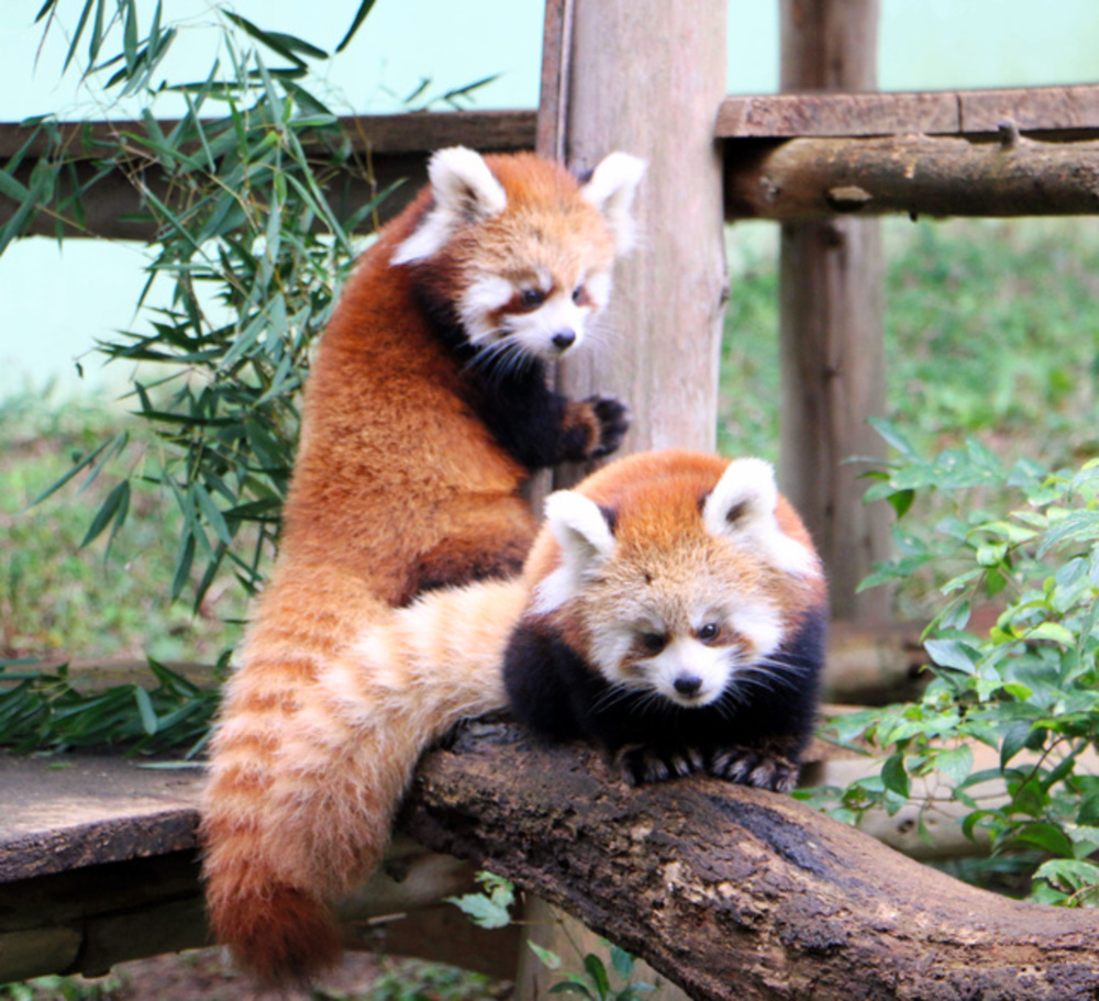 千葉動物公園＆桜散歩