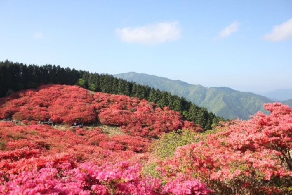 【5月21日】葛城山に満開のツツジを見に行こう！