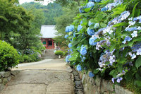 【6月18日】矢田丘陵でアジサイ祭り