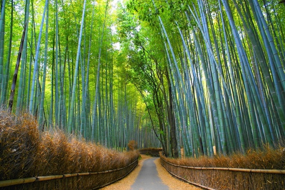 【7月23日】京都嵐山まったり街歩き＆食べ歩き