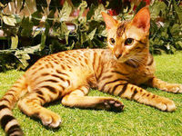 【7/14金】ひょう猫カフェオフ会