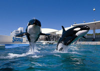 鴨川シーワールド！