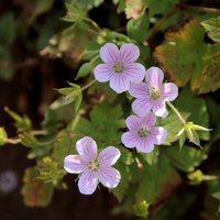 なぞときをしましょう❁