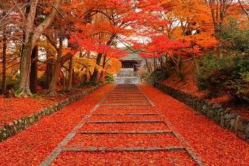 紅葉のある京都でカフェをしよう⭐︎