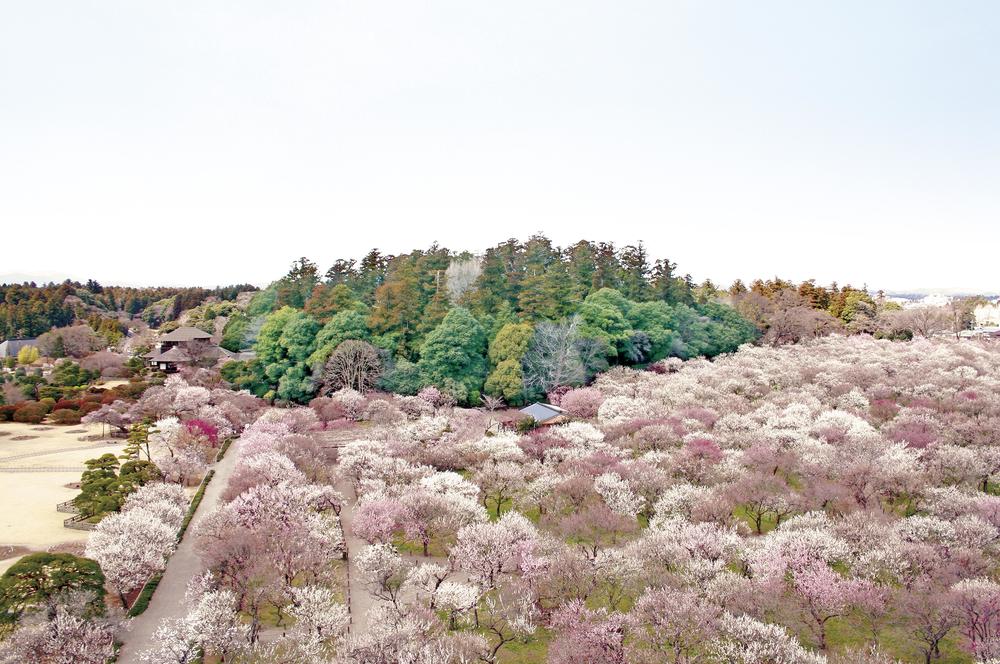 日本三大名園の一つ、偕楽園にて梅鑑賞