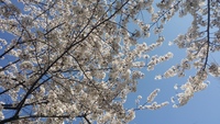 お花見散策in隅田公園