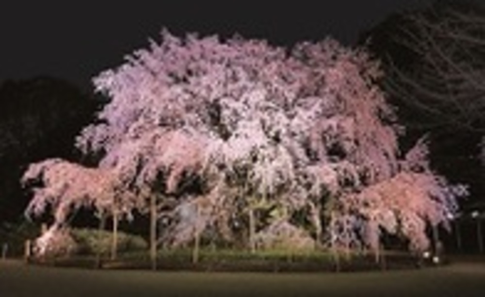 仕事帰りにしだれ桜のライトアップを楽しもう！