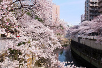 一足お先にお花見お散歩会♪