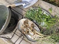 春の雑草ごちそうを採りに行く！