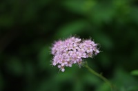 鎌倉明月院のアジサイ撮影