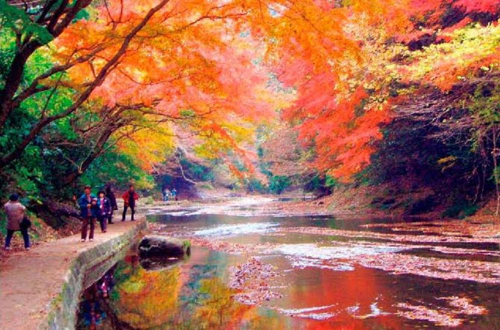 紅葉狩りで季節の美と日本の美を満喫しましょう！！
