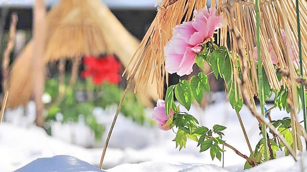 🌺上野東照宮 冬牡丹🌺  ※ラインで参加表明をお願いします。