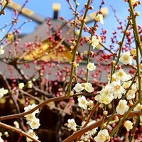 20・30代 下町散歩♪ ～1人参加～【湯島】