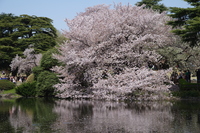 １９０３３１　新宿御苑　桜　撮影会