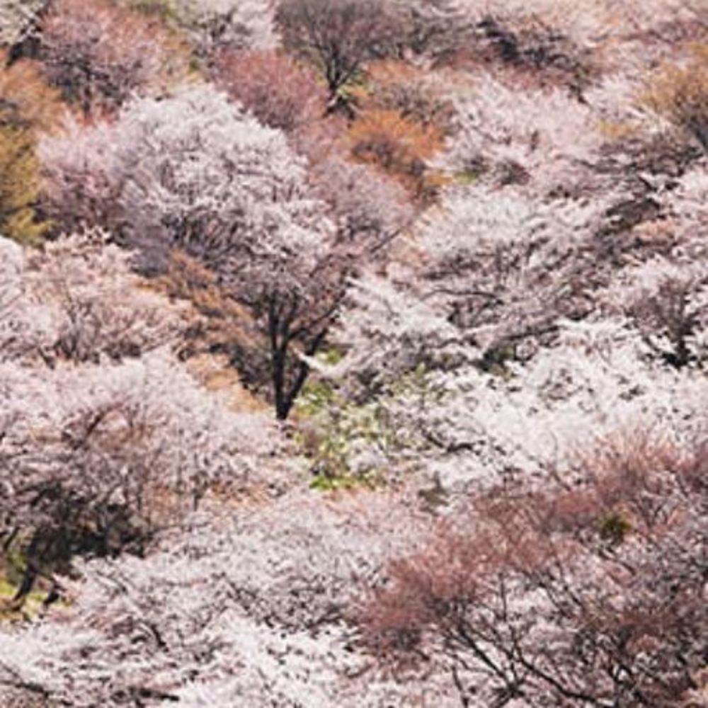 【4月6日】吉野山の桜、爆アゲ↑↑観賞ツアー2019